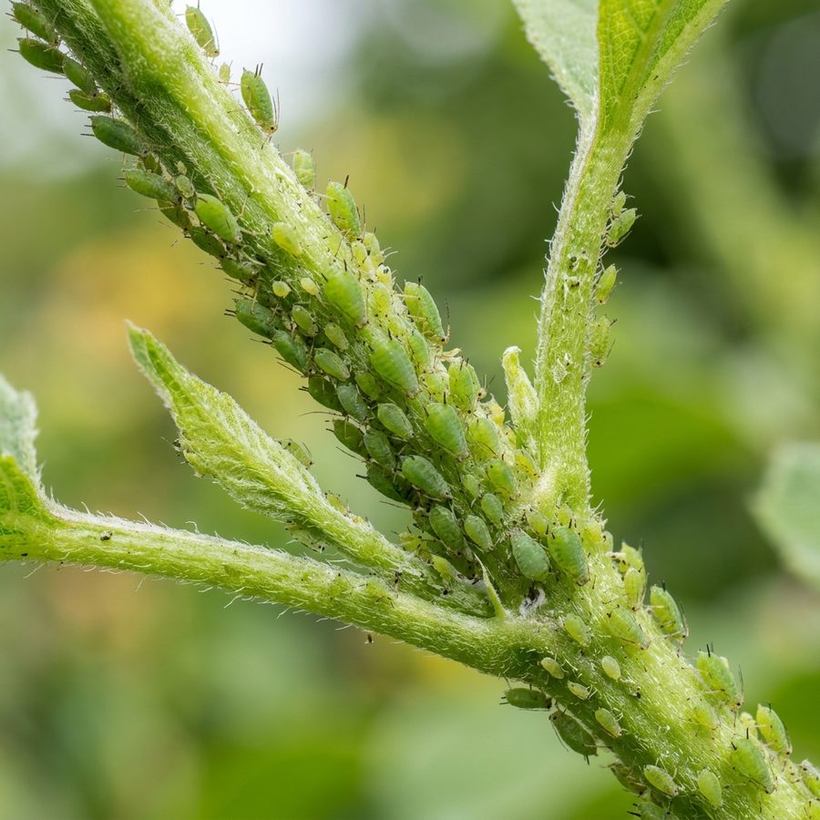 Afidi (Aphids)